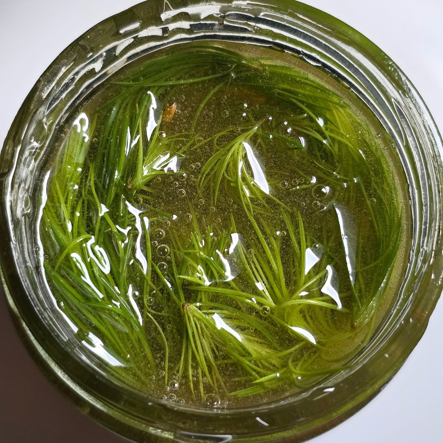 Spruce Tip Infused Honey