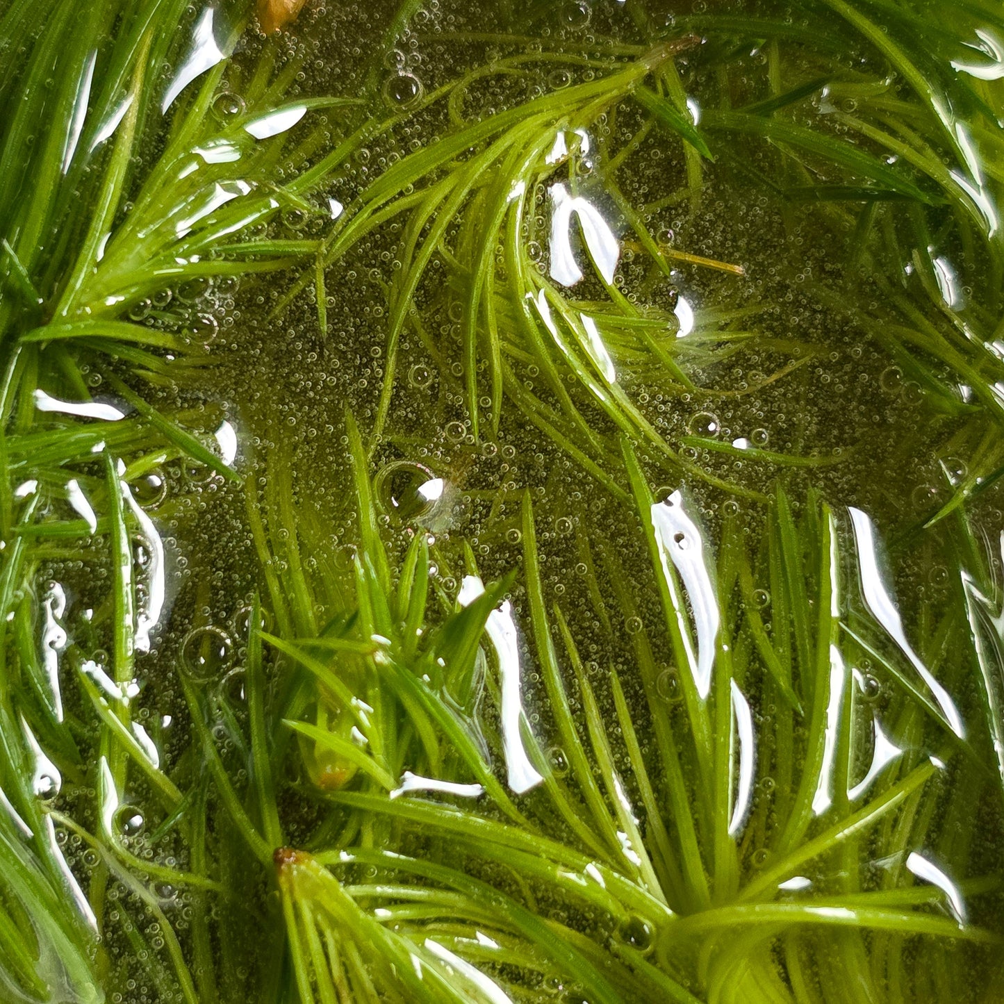 Spruce Tip Infused Honey