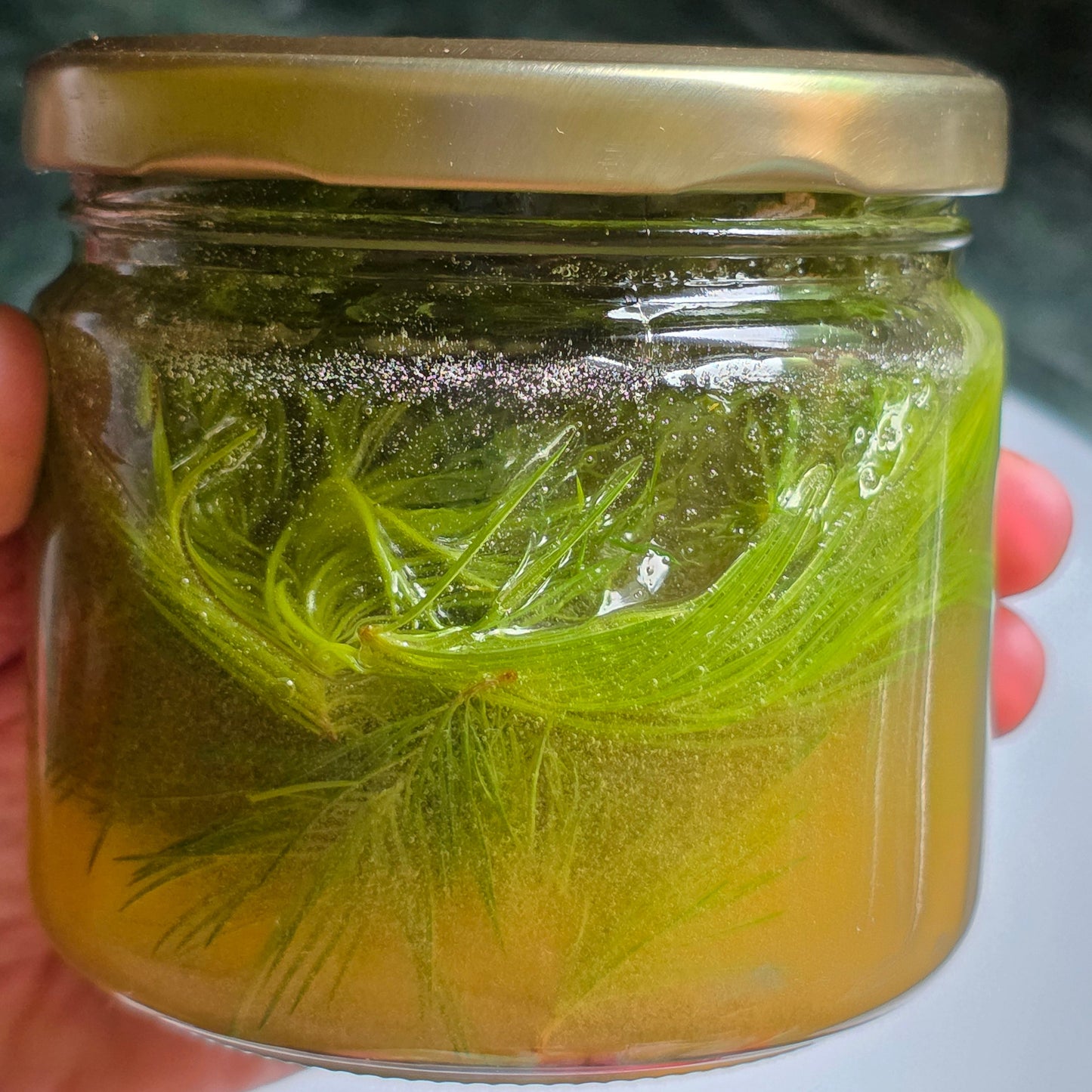 Spruce Tip Infused Honey