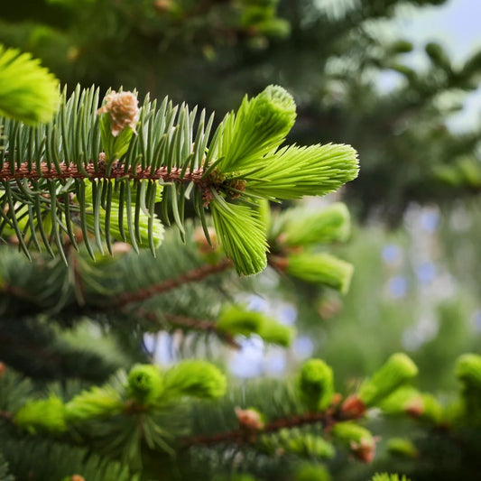 Spruce Tip Infused Honey