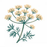 From Ajwain Flowers