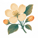 From Apple Flowers
