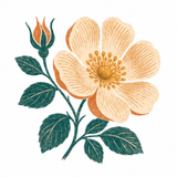 From Musk Rose Flowers