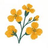 From Mustard Flowers